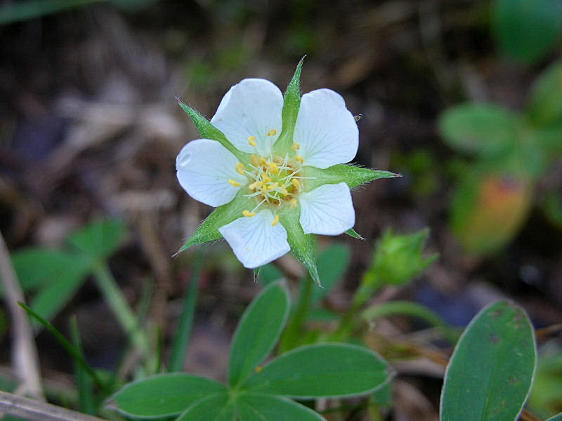 Potentilla alba / Cinquefoglia bianca